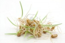 6668878-wheat-sprouts-on-white-background